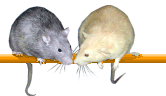 Midlands Rat Club