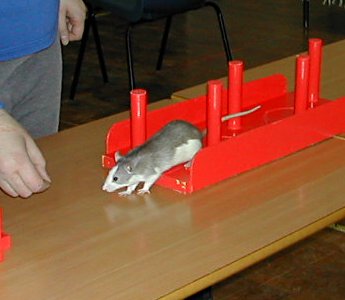 Agility