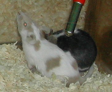 Mice