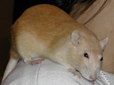 Shoulder Rats