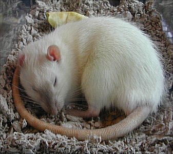 Sleeping