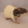 076 Fourth & Best Rescue Pet