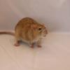 077 Third Pet