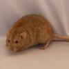 079 Best Pet