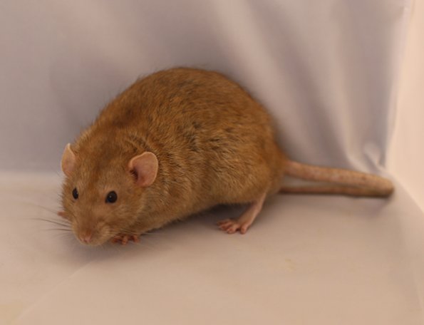 079 Best Pet