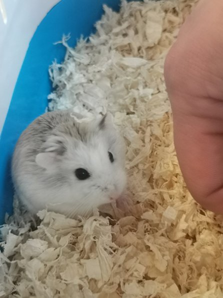 051Fiona