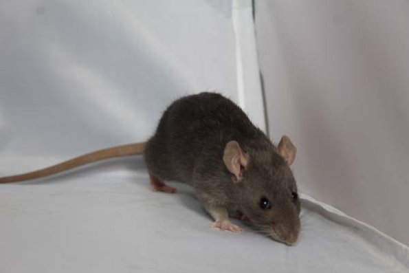 reserve best in show