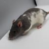 reserve best pet