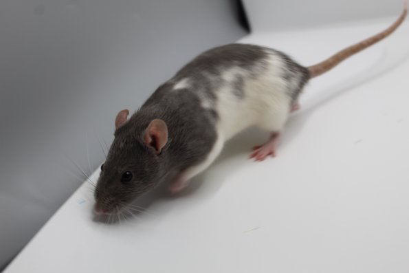 reserve best pet