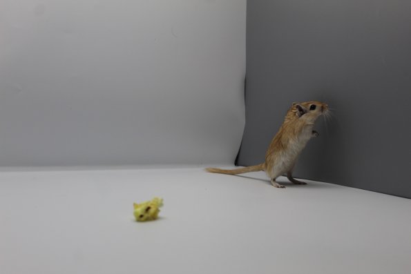 small furry