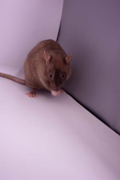 Pet - Kidnapped Pet2