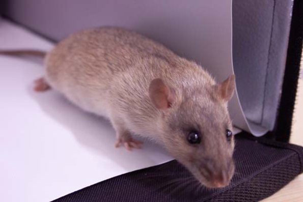 Varieties - Kidnapped Variety2