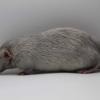 IMG_4339