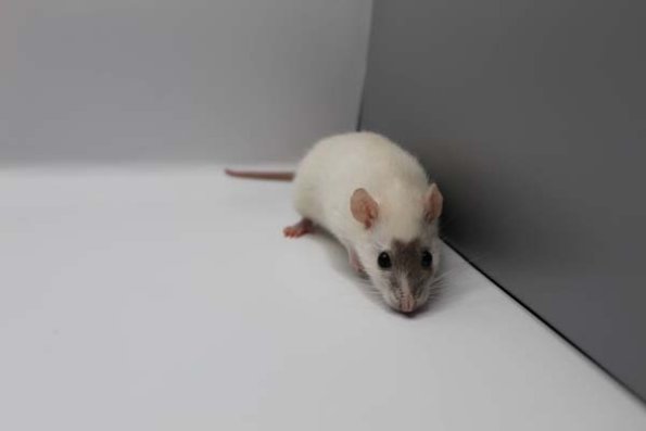 kidnapped pet