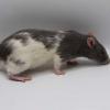 reserve best pet