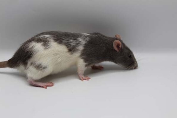 reserve best pet