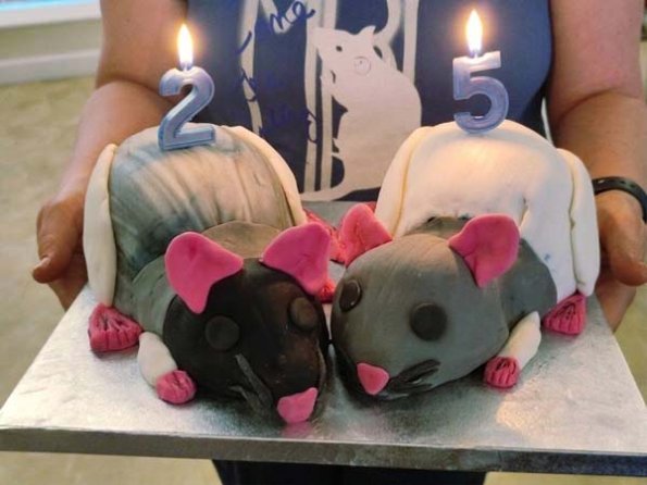 Cake