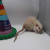 IMG_6637