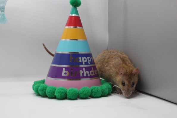 kidnapped pet
