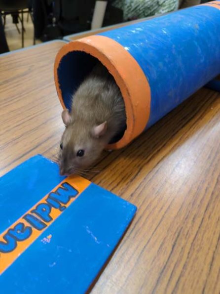 Taken by Rachel  (22)