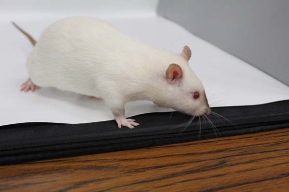 Taken by Rhiannon  (131)