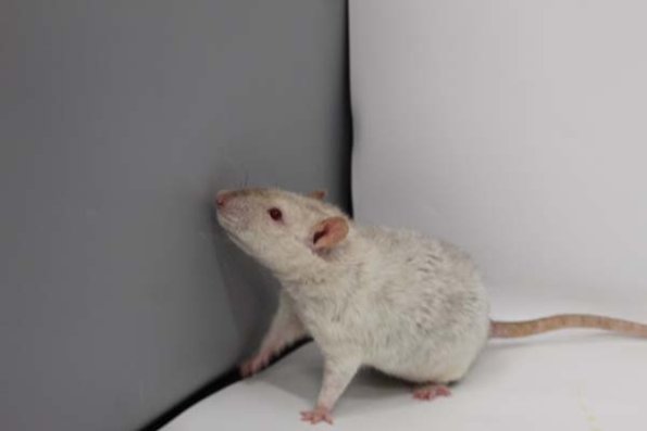 Taken by Rhiannon  (74)