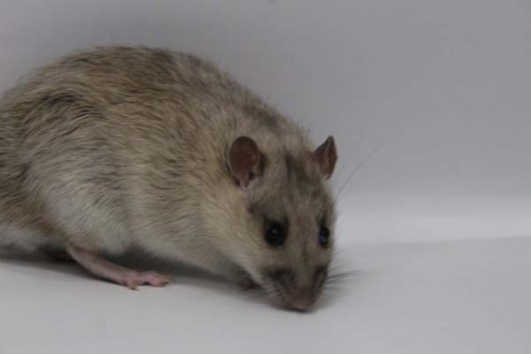 Taken by Rhiannon  (91)