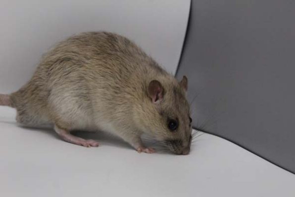 Taken by Rhiannon  (93)