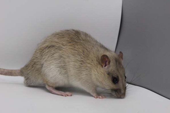 Taken by Rhiannon  (94)