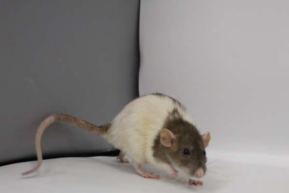 Taken by Rhiannon  (98)